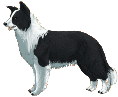 BorderCollie1