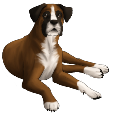 Boxer_www.kepfeltoltes.hu_