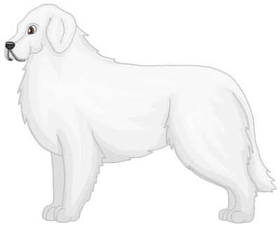 Kuvasz1