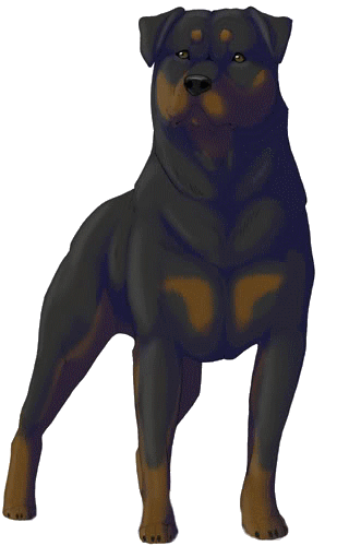 Rottweiler1_www.kepfeltoltes.hu_